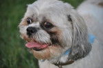 Photo Shih Tzu