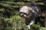 Photo Shih Tzu