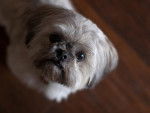 Photo Shih Tzu