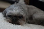 Photo Shih Tzu