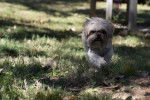 Photo Shih Tzu