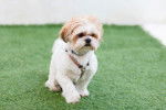 Photo Shih Tzu