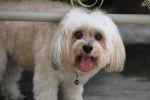 Photo Shih Tzu