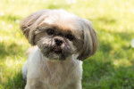 Photo Shih Tzu