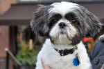 Photo Shih Tzu