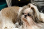 Photo Shih Tzu
