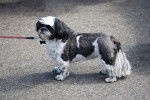 Photo Shih Tzu
