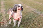 Photo Shih Tzu