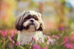 Un Shih Tzu assis au milieu des fleurs