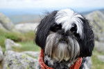 Photo Shih Tzu