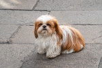 Un Shih Tzu assis sur un trottoir