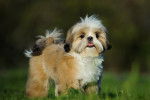 Photo Shih Tzu