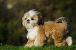 Photo Shih Tzu