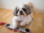 Un Shih Tzu allong&eacute; sur une balance