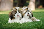 Deux chiots Shih Tzu allongés côte à côte dans l'herbe