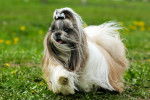 Photo Shih Tzu