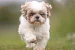 Un Shih Tzu en train de courir vers l'objectif