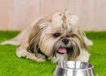 Un Shih Tzu allong&eacute; devant sa gamelle