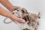 Un Shih Tzu en train de prendre un bain
