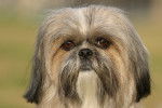 Gros plan sur la tête d'un Shih Tzu