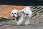 Un Shih Tzu tenu en laisse au cours d'une promenade