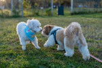 Un Shih Tzu jouant avec un chien blanc dans un parc