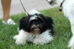 Un Shih Tzu tirant sur sa laisse pour approcher un autre chien 