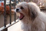 Un Shih Tzu aboyant &agrave; travers une grille