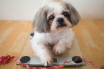 Un Shih Tzu allong&eacute; sur une balance