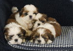 Une port&eacute;e de chiots Shih Tzu allong&eacute;s sur un coussin 