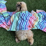 Un Silky Tzu allong&eacute; sur un terrain gazonn&eacute;, et qui est recouvert d'un tissu