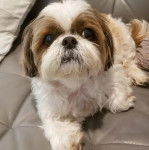 Un Shih Tzu au pelage bicolore, allong&eacute; sur un canap&eacute; et regardant vers la cam&eacute;ra