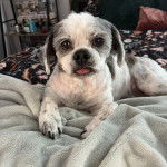 Un Shih Tzu au pelage bicolore, allong&eacute; sur un matelas et regardant la cam&eacute;ra 