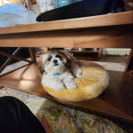 Un Shih Tzu au pelage bicolore, allong&eacute; sur un couchage et portant un collier autour du cou 