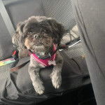 Un Shih Tzu au pelage bicolore , allong&eacute; sur le si&egrave;ge d'une voiture, portant un harnais et un collier autour du cou