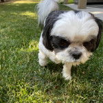 Un Shih Tzu au pelage bicolore, marchant sur un terrain herbeux et regardant la cam&eacute;ra 