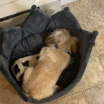 Un Shih Tzu au pelage bicolore , allong&eacute; sur son couchage et portant un collier autour du cou 