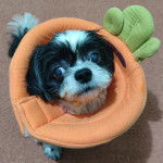 Un Shih Tzu au pelage bicolore, assis sur une moquette et portant un carcan 