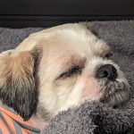 Un Shih Tzu au pelage bicolore, allong&eacute; sur une couverture et semblant endormi 