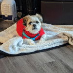 Un Shih Tzu au pelage bicolore, assis sur un tapis, portant un manteau et un harnais 