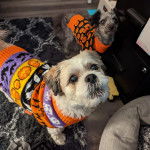 Deux Shih Tzu aux pelages bicolores, debout sur un tapis et portant chacun un habit