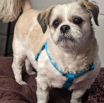 Un Shih Tzu au pelage bicolore, debout sur un lit et portant un harnais 