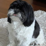 Un Shih Tzu au pelage bicolore, assis sur tapis et ayant la langue pendante 