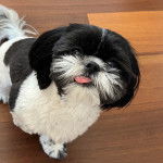 Un Shih Tzu au pelage bicolore, debout sur un plancher en bois et tirant l&eacute;g&egrave;rement la langue