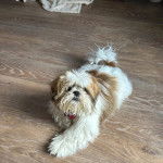 Un Shih Tzu au pelage bicolore, allong&eacute; sur un plancher en bois et regardant la cam&eacute;ra 