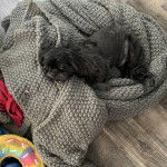 Un Shih Tzu au pelage noir, allong&eacute; sur une couverture et regardant la cam&eacute;ra 