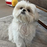 Un Shih Tzu au pelage blanc, assis sur un tapis et regardant vers la cam&eacute;ra