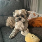 Un Shih Tzu au pelage bicolore, allong&eacute; dans un canap&eacute; et tenant une peluche dans sa gueule 