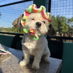 Un Shih Tzu au pelage bicolore, assis sur une table et portant un chapeau sur la t&ecirc;te