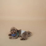 Gros plan d'un Shih Tzu au pelage gris, allong&eacute; et portant un foulard bleu &agrave; motif blanc